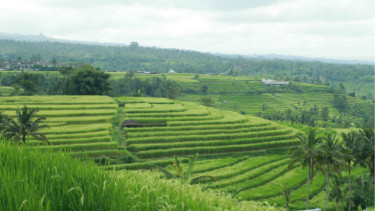 Sistem irigasi subak di Pulau Bali.