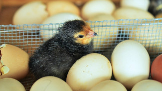 Teknik Bayi Tabung Sukses Diuji pada Ayam