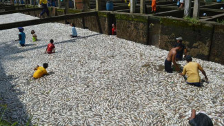 Seratus Ton Ikan Mati Mendadak di Kolam Warga Musirawas