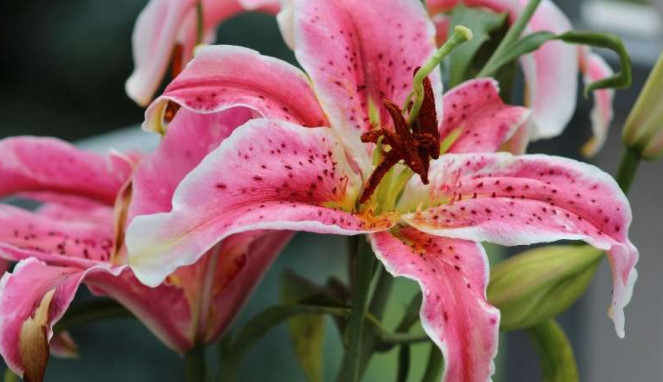 Bunga Lily