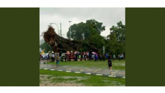 VIDEO: Badai Cabut Pohon Raksasa di Alun-alun Banjarnegara