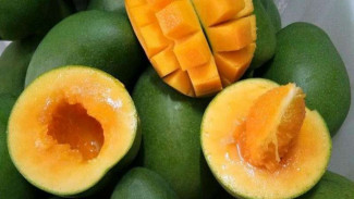 Hati-hati Makan Mangga Alpukat, Kandungan Gulanya Tinggi Banget