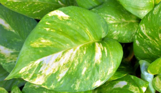 Money Plant