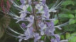 Photo Mini 1