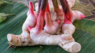 8 Manfaat Lengkuas, Usir Rematik Hingga Tambah Libido Pria