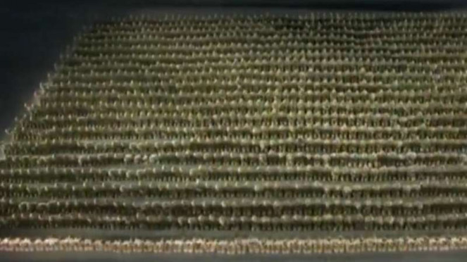 Tari Saman