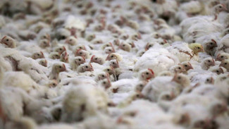 Sering Makan Sayap Ayam Broiler Picu Kerusakan Hormon, Benarkah?