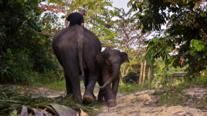 Gajah Sumatera