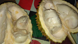 Konsumsi Durian Bisa Tingkatkan Libido, Mitos atau Fakta?
