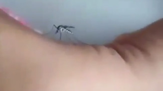 Penyebab Nyamuk Doyan Menghisap Darah Manusia Terungkap
