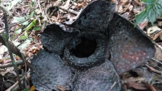 Belasan Bunga Rafflesia Membusuk di Hutan BKSDA Resor Agam