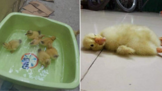 Beli 2 Lusin Telur Bebek untuk Dikonsumsi, Malah Menetas