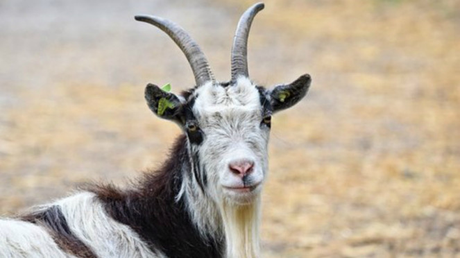 Kambing