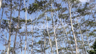 Diduga 'Biang Kerok' Mati Listrik Massal, 5 Fakta Pohon Sengon