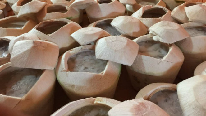 Kelapa Jelly