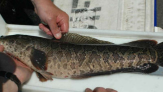 Ikan Gabus Sangat Rakus Bikin Repot Pemerintah AS