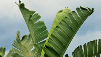 5 Barang Murah di Indonesia Tapi Mahal di Luar Negeri, Ada Daun Pisang