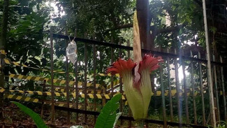 Umbi Langka Bunga Bangkai Raksasa Bermanfaat untuk Diet Kolesterol