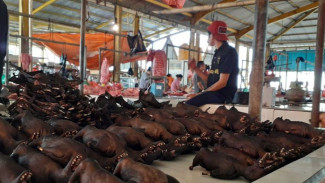 Virus Corona Diduga dari Kelelawar, Pasar Tomohon Diimbau Libur Dulu