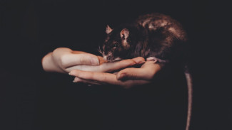 Di Tengah Pandemi Corona, Hepatitis E dari Tikus Serang Hong Kong
