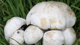 Hati-hati Salah Mengolah, 10 Makanan Ini Bisa Jadi Paling Beracun di Dunia