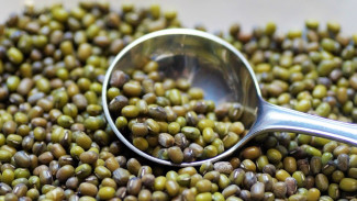 Indonesia Exports Mung Beans to China, Worth IDR 16,8 Billion