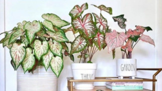 Cantiknya Caladium, Dulu Diabaikan Kini Berharga Jutaan