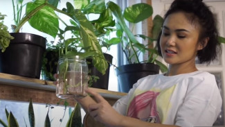 Deretan Artis Keranjingan Tanaman Hias, Rumah Jadi Kayak Jungle House