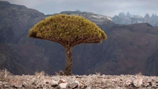 3 WNI Terjebak di 'Pulau Dajjal' Socotra saat Arab Saudi Gempur Yaman