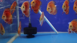 Bukan Cuma Cupang, Ikan Discus Juga Jadi Peliharaan Mahal Harga Jutaan