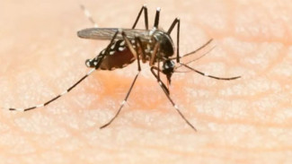 5 Alasan Metode Nyamuk Wolbachia Bakal Efektif Tekan Wabah DBD