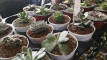 Photo Mini 1