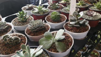 Menanam Sukulen Sering Membusuk? Ternyata Salahnya di Sini