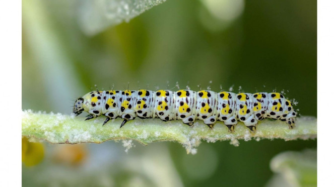 Larva