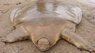 Geger Bulus Raksasa di Klaten, Hewan Apa Itu? Ini Penjelasannya