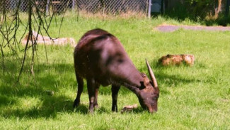 7 Fakta Anoa, Hewan Endemik Sulawesi yang Terancam Punah
