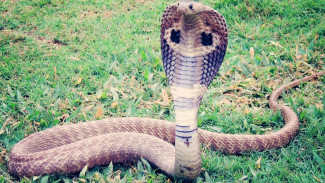 Mengerikan, Ini 5 Mitos Hewan Masuk Rumah Menurut Primbon Jawa