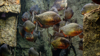Geger Gerombolan Ikan Berbahaya Ini Serang 8 Wisatawan
