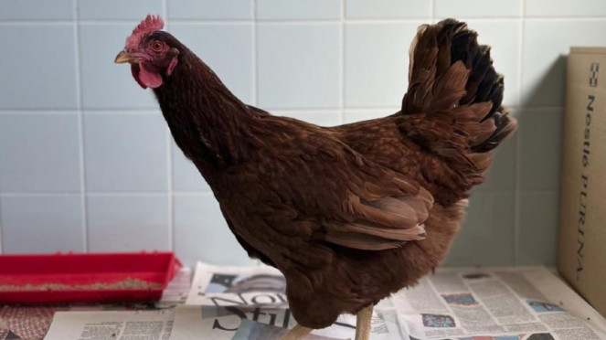 Ilustrasi ayam.