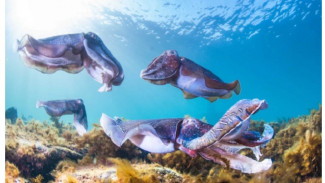 The Reason Why Octopuses Are So Intelligent
