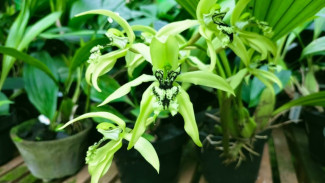 5 Tumbuhan Langka di Indonesia, Miliki Kayu Terkuat Hingga Bunga Terindah
