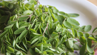 Setara Ginseng Korea, Menkes Budi Minta Daun Kelor Diteliti agar Masuk Pasar Internasional