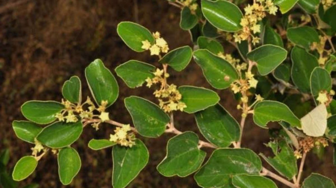 Daun Bidara