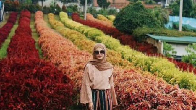 Rainbow Garden
