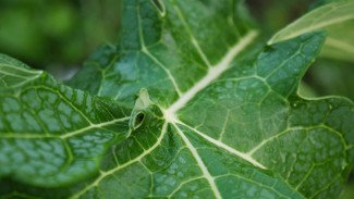 Siapa Sangka, Jus Daun Pepaya Bisa Jadi Obat Alami Nyeri Haid!