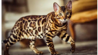 Humans Can Communicate with Cats by Blinking an Eye Slowly