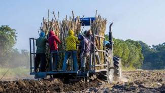 Pemerintah Blak-blakan Penyebab Rendahnya Produktivitas Tebu Nasional, Ini Alasannya