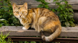 7 Fakta tentang Kucing Kampung, Punya Keberagaman Genetik