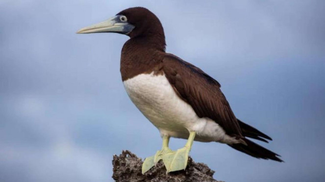 burung booby 
