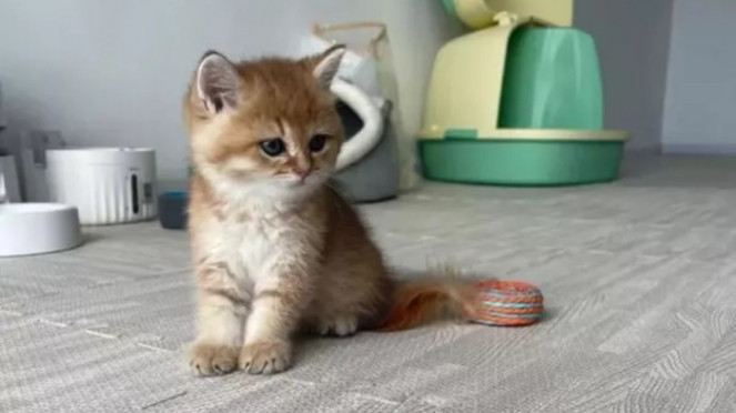 Kucing  Liu Hui.